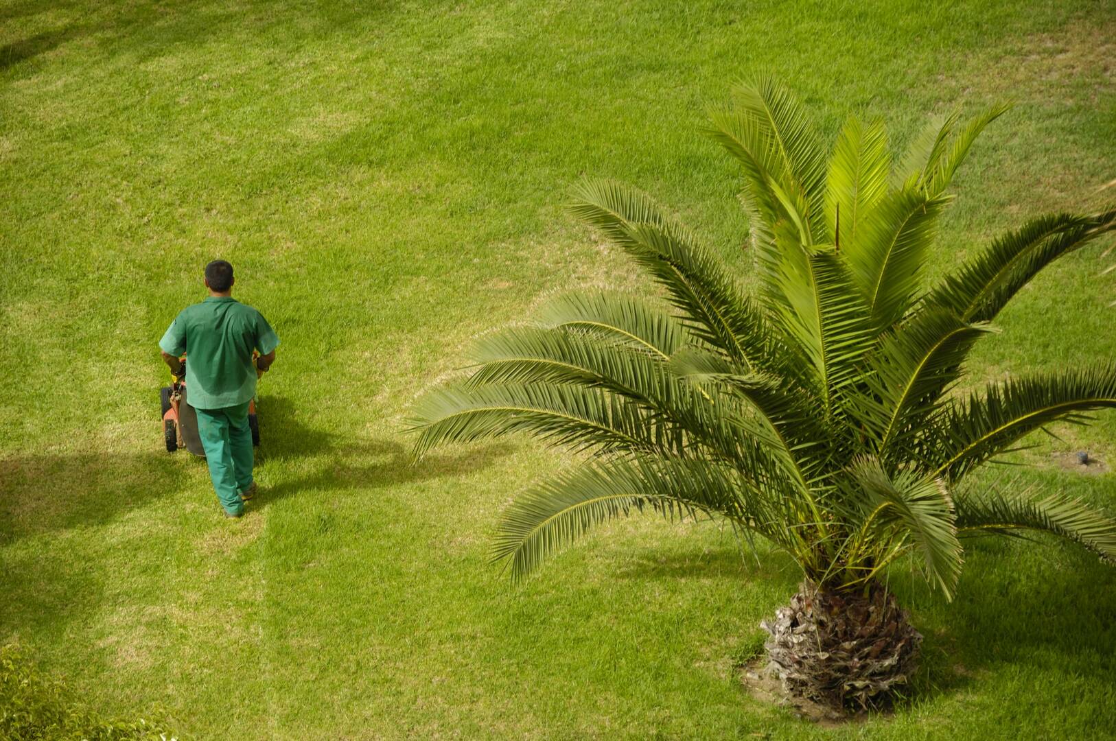 Commercial Tree Removal Newport News VA
