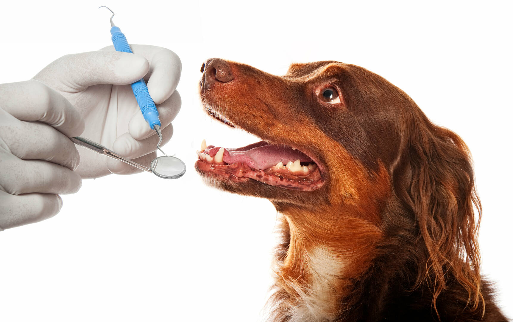 Veterinarian Pet Care Columbus OH